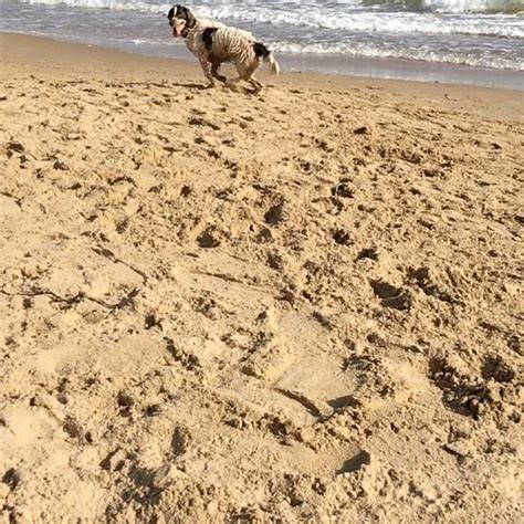 Cwtchkitchen Beach Frolics In The Late Summer Sun