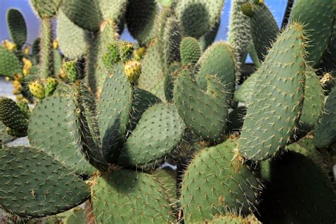 ilmainen kuvapankki kaktus