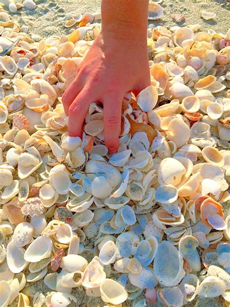 shell hunting  sanibel island    collect shells sanibel island shell  vacation