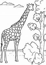 Girafa Crianças Chamar Criançada Decalcar Ama Essas Afinal Poplembrancinhas sketch template