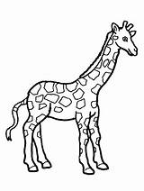 Giraffe Coloring Pages Baby Cute Realistic Drawing Kids Adults Face Printable Getcolorings Giraffes Getdrawings Color Adult Print sketch template