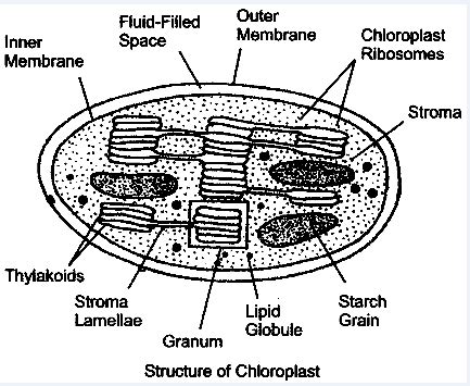 draw  neat labelled diagram  chloroplast