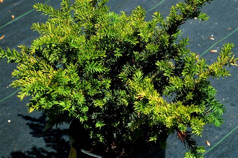 When To Prune Evergreen Shrubs Timing Differs By Type