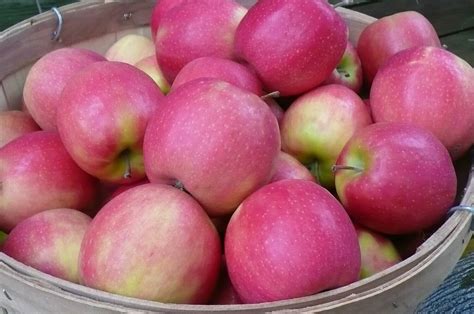pink lady apples  lb bag   apples