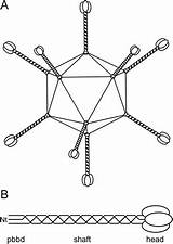 Adenovirus Icosahedral Fibre Trimeric sketch template