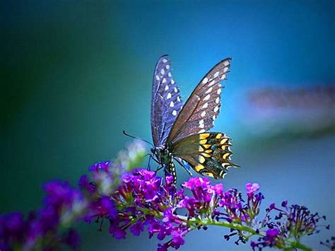 colorful butterfly wallpaper