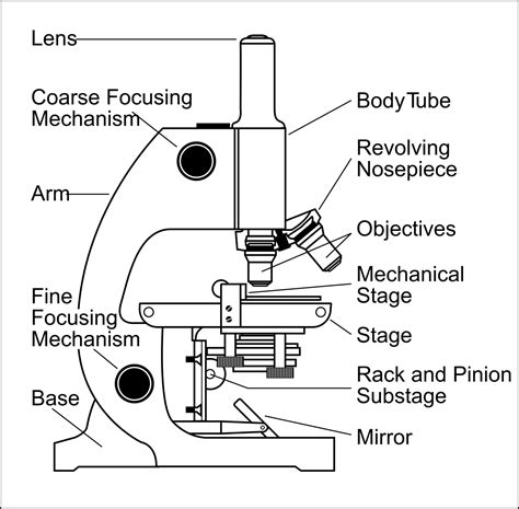 compound light microscope drawing  getdrawings