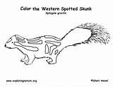 Skunk Spotted Coloring Western Exploringnature sketch template