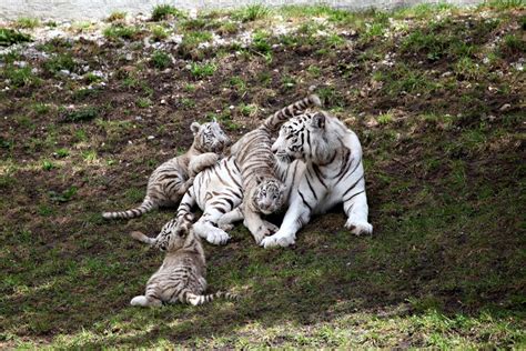 white tiger family  vanell photography  deviantart