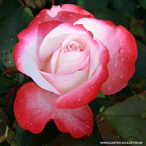 edelrose nostalgie stark duftende rose mit zweifarbiger rosenbluete