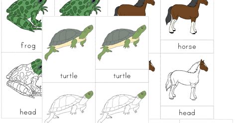 helpful garden montessori zoology classes  vertebrates nomenclature set  ages