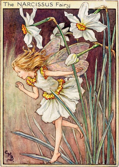 narcissus fairy flower fairies