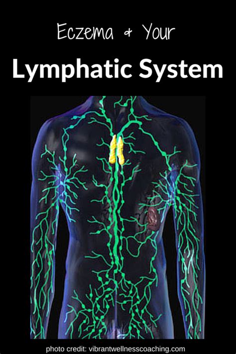 tips  drain  lymphatic system    bodys trash
