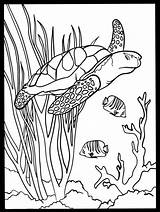 Turtle Coloring Pages Coral Sea Reef Glass Drawing Stained Book Dover Crayons Drawings Publications Sheets Doverpublications Colouring Easy Printable Adult sketch template