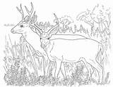 Coloring Pages Deer Doe Buck Clipart Library Realistic sketch template