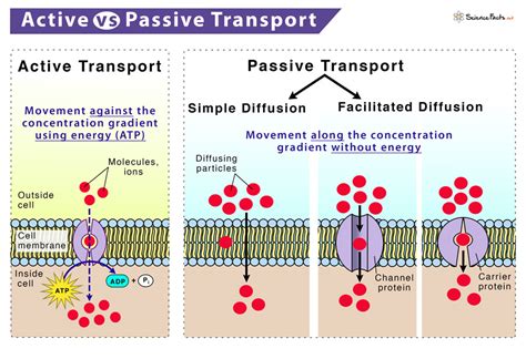 active  passive transport similarities  differences