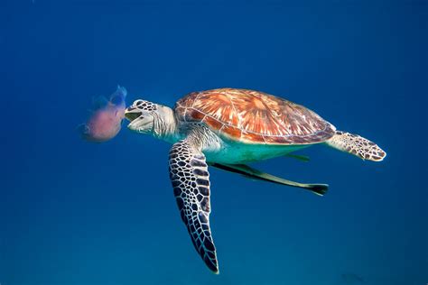 green sea turtle eating jellyfish dimakya philippines flickr