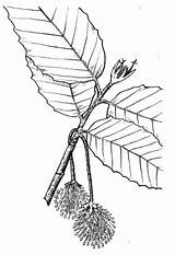 Beech Coloring Flowering Branchlet Drawing Supercoloring Pages Getdrawings sketch template