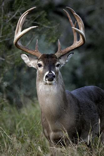 Hunt Plots Inc 2010 Illinois Deer Bow Archery Hunting