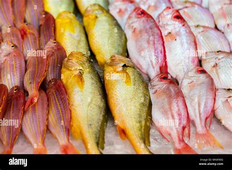 fresh fish  seafood market  hong kong stock photo alamy