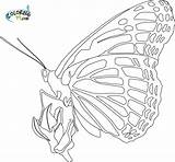 Butterfly Coloring Pages Monarch Kids Drawing Beautiful Butterflies Printable Suitable Know Little These So Comments Bing sketch template