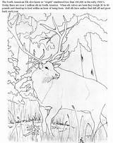 Coloring Pages Rocky Mountain Mountains Elk Drawing Getdrawings Popular Library Getcolorings Insertion Codes sketch template