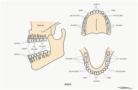 dents fiches ide