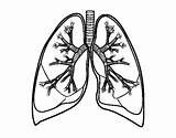 Lungs Coloring Human Bronchi Drawing Colorear Body Clipartmag sketch template