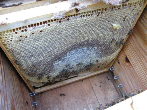 Layens Hive Free Plans Natural Beekeeping