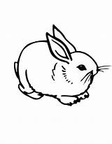 Coloring Pages Rabbit Bunny Printable Kids Print sketch template