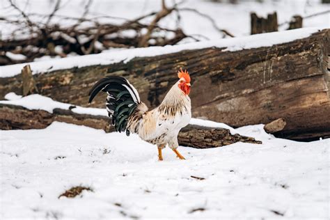 feeding  ranged pastured chickens  winter  peasants