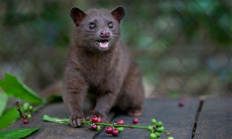Civet Cat Coffee Can World S Most Expensive Brew Be Made Sustainably