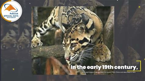 International Clouded Leopard Day 4th August Adbook2022 Youtube