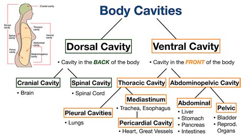 ventral cavity organs
