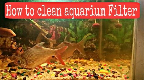 clean aquarium filter properly youtube