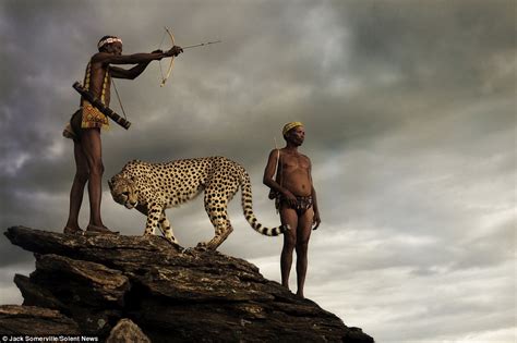 deze jagers zijn volledig op hun gemak bij een wilde cheetah welnl