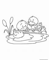 Duck Coloring Pages Baby Printable Clipart Kids Pond Ducks Childrens Cute Colouring Outline Animal Print Water Children Quotes Ministry Book sketch template