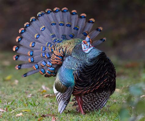 wild blue turkey  blew  mind audubon