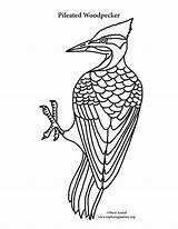 Woodpecker Pileated Coloringnature sketch template