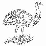 Emu Coloring Designlooter 230px 56kb sketch template