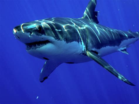 shark diver shark diving swimming  sharks      shark