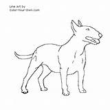 Bull Terrier Coloring Dog Color Pages Line English Own Drawings Drawing Terriers Draw Easy sketch template