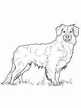 Coloring Pages Shepherd Australian Dog Newfoundland Colouring Printable Duck Nova Scotia Tolling Retriever Drawing Color Dogs Silhouette Getcolorings Crafts Getdrawings sketch template