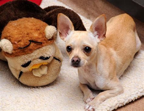 Prancer Precious Chihuahua Mix Cbs News 8 San Diego Ca News