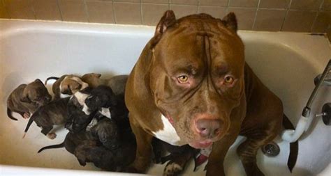 Hulk The World S Largest Pit Bull Joins His Puppies For A Swimming