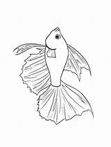 Fish Betta Coloring Pages Drawing Pencil Getdrawings Recommended Fishes sketch template