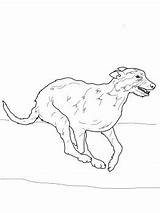 Wolfhound Irish Whippet Getcolorings sketch template