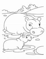 Hippo Coloring Baby Swamp Mother Pages Animals Drawing Netart Animal Kids Drawings Color Monkey Getdrawings Choose Board 09kb 776px sketch template