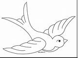 Swallow Coloring Getdrawings Bird Drawing sketch template