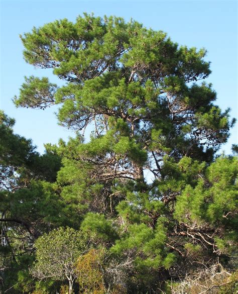 common types  pine trees  georgia progardentips